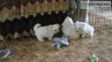 02 maltese puppies for sale,  