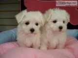 Vhnffs  adorable two maltese on sale