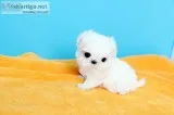 Zsh akc maltese companions available