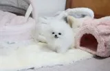 9-10 weeks old maltese puppy