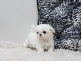 Fggdrg male and female maltese puppies