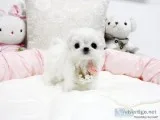 Gfd  four lovely maltese now to rehome