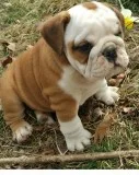 Stunning kc registered english bulldog p