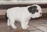 Darling english bulldog puppies