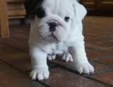 English bulldogs for adoption
