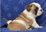Cute and beautiful english bulldogs