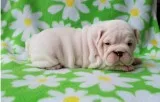 Wrinkly english bulldog puppies