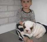 House raised english bulldog pups