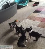  boston terrier puppies for freeadoption