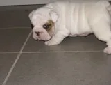 Adorable little scotte english bulldog
