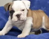 2 english bulldog puppies