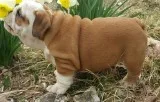 Three cute english bulldog puppies