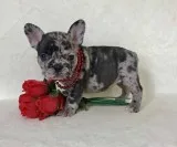 French bulldog puppies availble