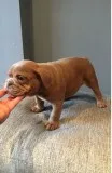 Akc male english bulldog