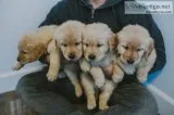 Golden retriever welpen m/w op
