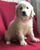 Pure breed golden retriever puppies 