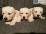 Stunning golden retriever puppies