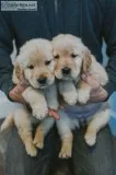 Golden retriever welpen