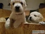 Top quality golden retrievers