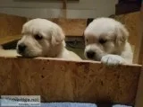 Brynestyn golden retriever pups