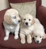 Beautiful kc reg golden retriever puppie