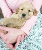 Beautiful pedigree golden retriever
