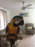 Blue and gold macaw 2 years old