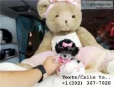  cute tea cup poodle puppies for sale