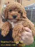 Cute standard poodle puppies for sale