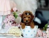 Home raised toy poodle puppies available