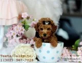 Red and apricot poodle puppies for sale