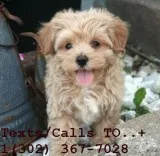 Adorable standard/toy poodle puppies 