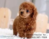 Gorgeous m/f poodle puppies for sale