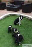 Lovely playful boston terrier