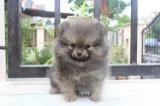 Purebred pomeranian puppies available