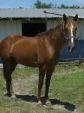 Saddlebred/quarter horse for sale