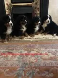Dogs, puppies, 