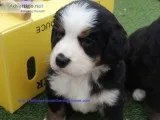 Bernese mountain dog bernese mountain do