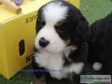 Best bernese mountiandog puppies 