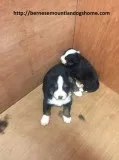  bernese mountiandog puppies for sale