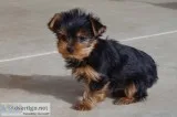 Adorable teacup yorkshire terrier puppie