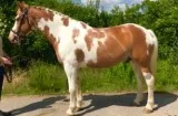Family safe trail horse