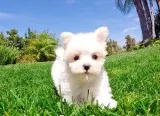 Stunning maltese puppies