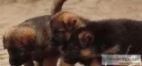 German shepherd puppies ready