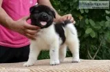 Chunky akita puppies for sale