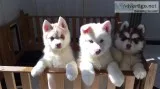 Purebred siberian husky puppies for sale