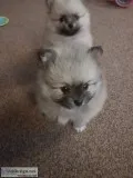 Gorgous pomeranian puppy for adoption