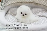 Sweat baby face pom puppies for sale