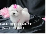 Lkmhtty gentle maltese puppies for sale 
