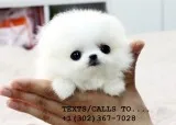 Cute tea cup m/f pomeranian pup for sale